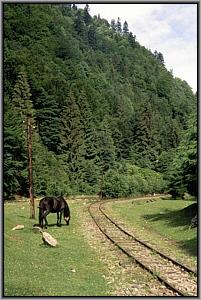 Pferd auf Waldlichtung