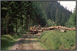 Holzverlad bei Poiana Novat