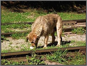 Hund in Botizu